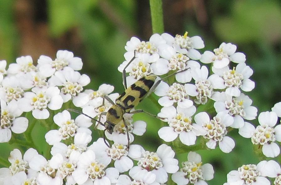 Chlorophorus varius?